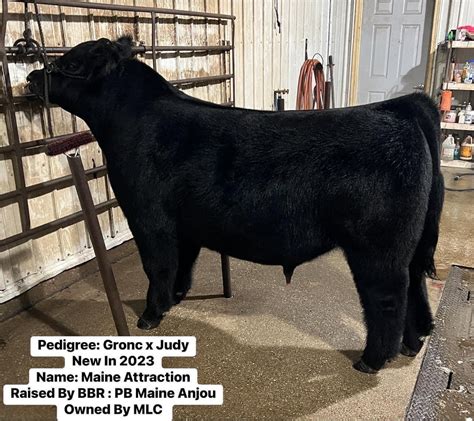 maine anjou bull gucci|American Maine.